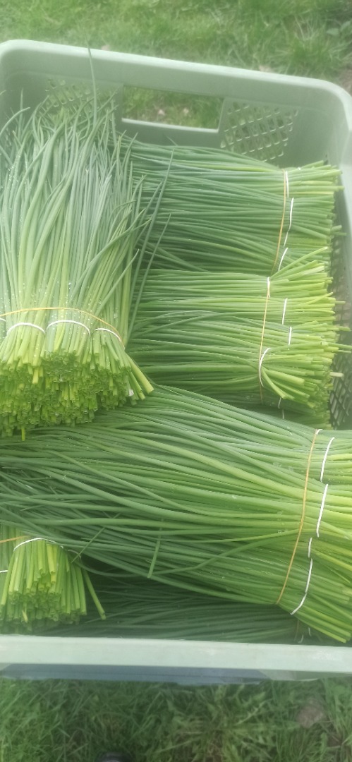 Hello, I am selling thin Jupiter chives in bunches or loose per kilogram, I invite interested parties to cooperate