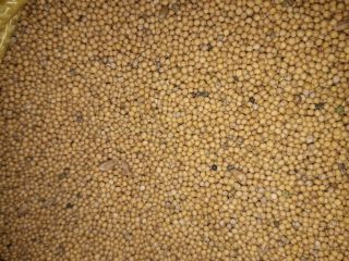 I am offering mustard seeds "Gracja". Very good quality.