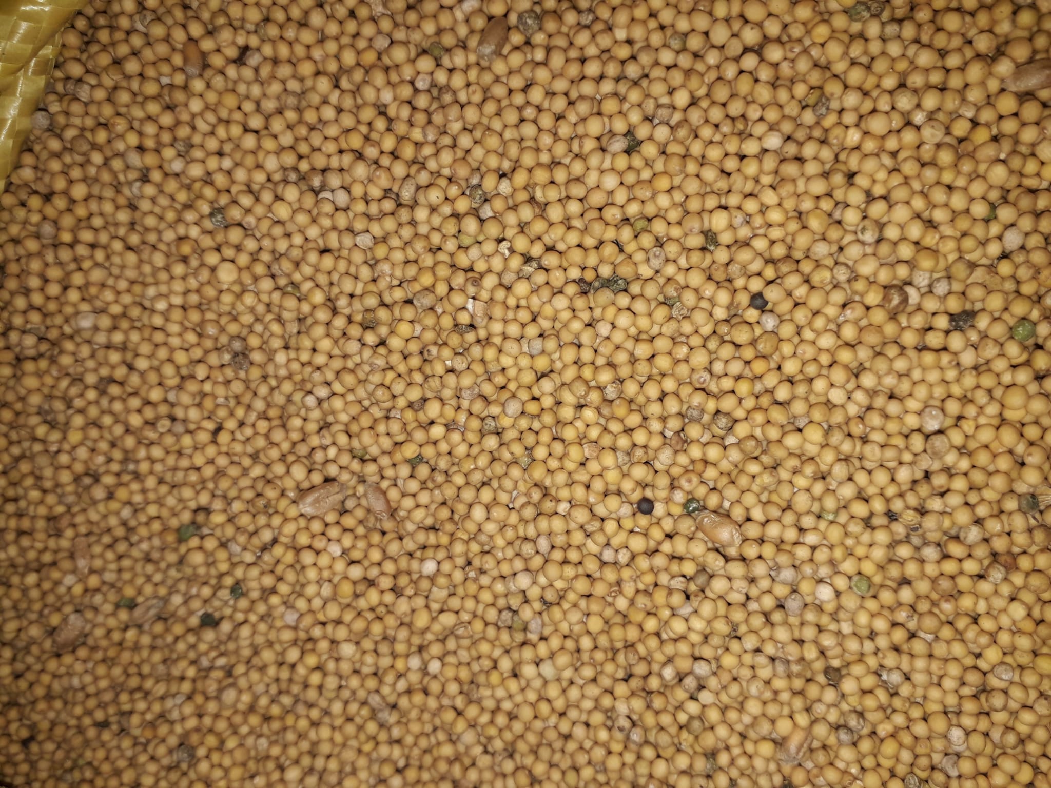 I am offering mustard seeds "Gracja"