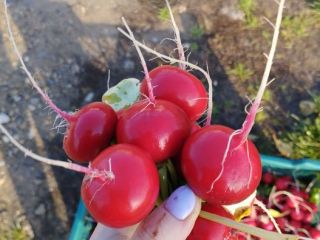 Variety Vienna, Bandito Delicious radish from home tunnels PLN