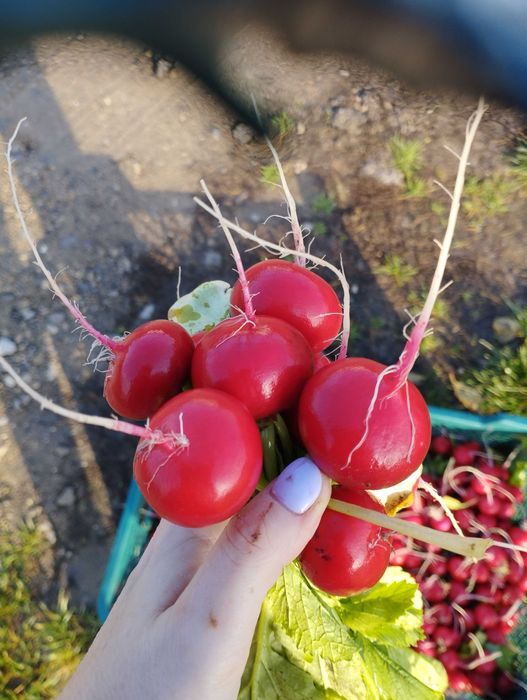 Variety Vienna, Bandito Delicious radish from home tunnels PLN 1.50 (bunch)