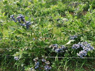 We produce and sell fresh bluberries. Ripenig time is