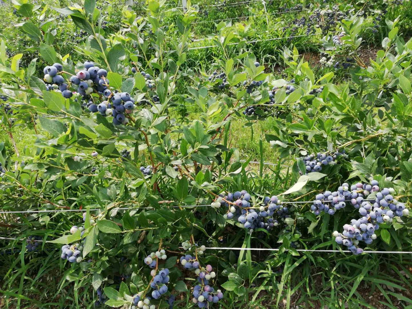 We produce and sell fresh bluberries