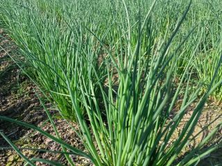 I sell chives by the kilogram or in bunches.