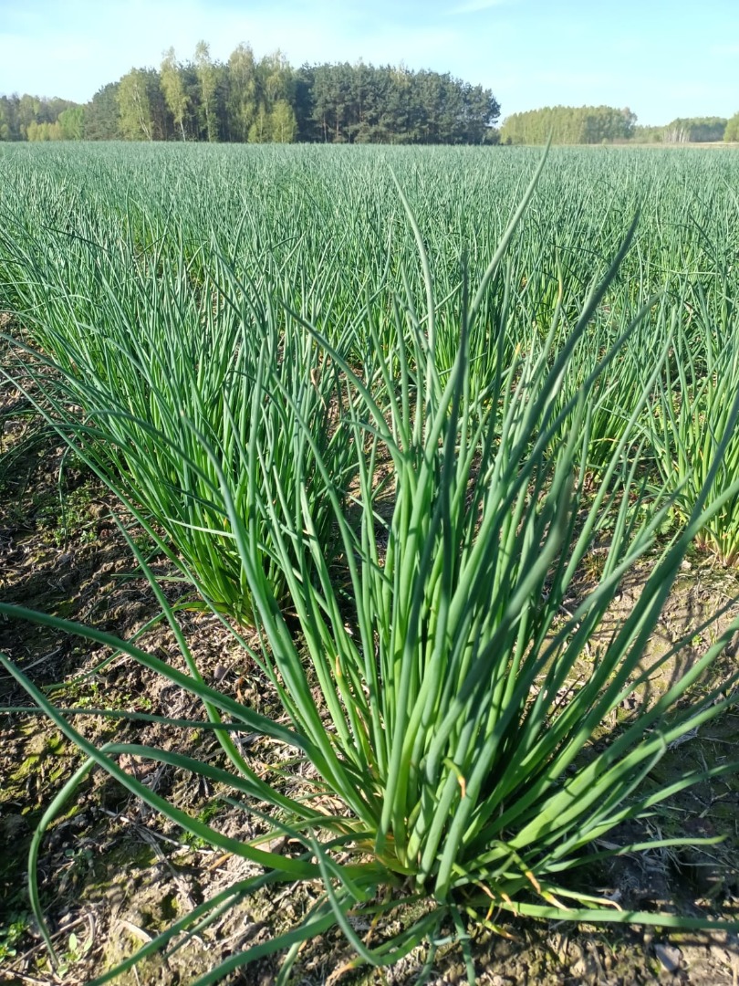 I sell chives by the kilogram or in bunches