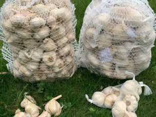 Offer: GARLIC We have about 600 kg of high-quality