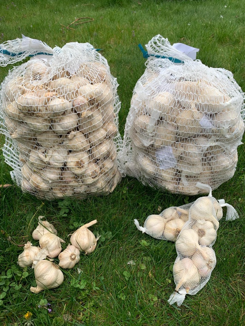 Offer: GARLIC We have about 600 kg of high-quality garlic for sale: Polish spring garlic "Jarus" - loose, 5 kg bags /price: PLN 15 per kg - packaged (packed in