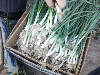 Very good and quality green onions