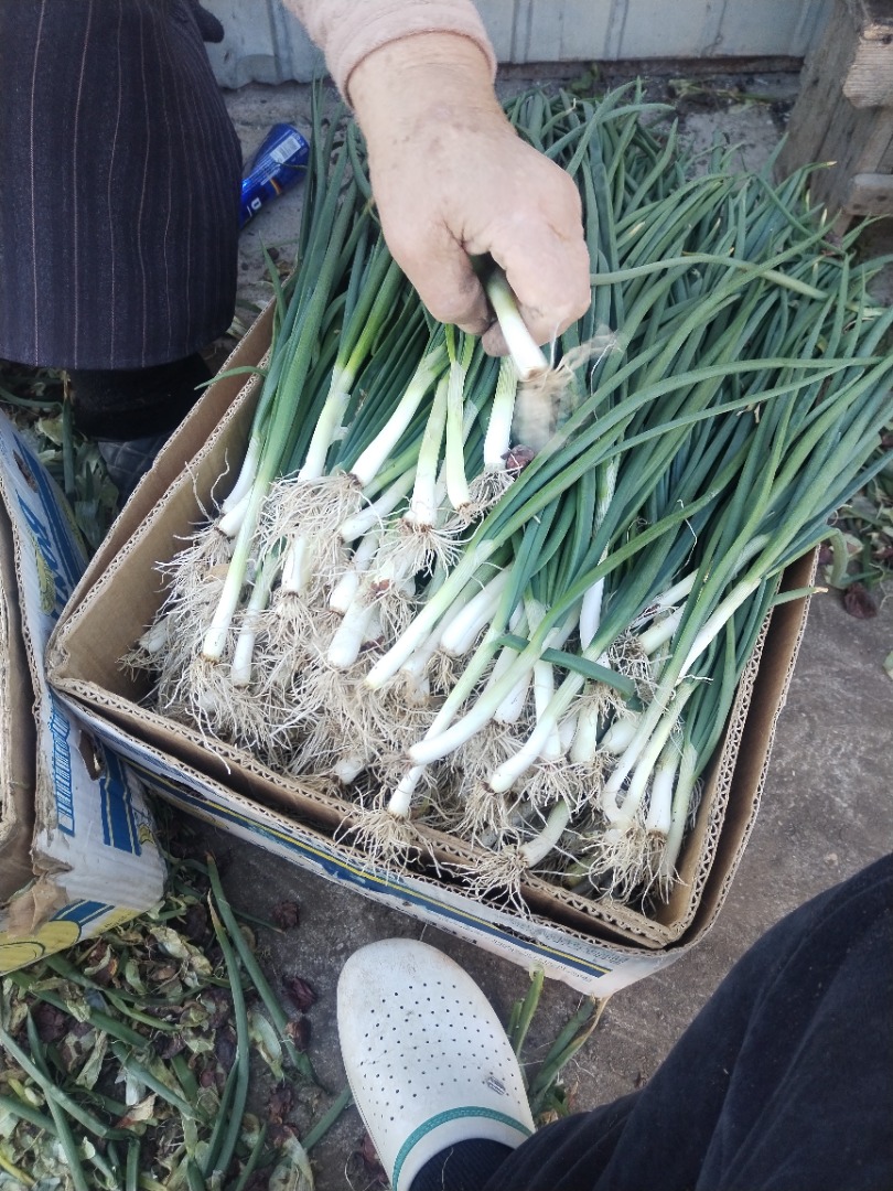 Very good and quality green onions
