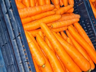 Hand-picked Hungarian carrots for sale