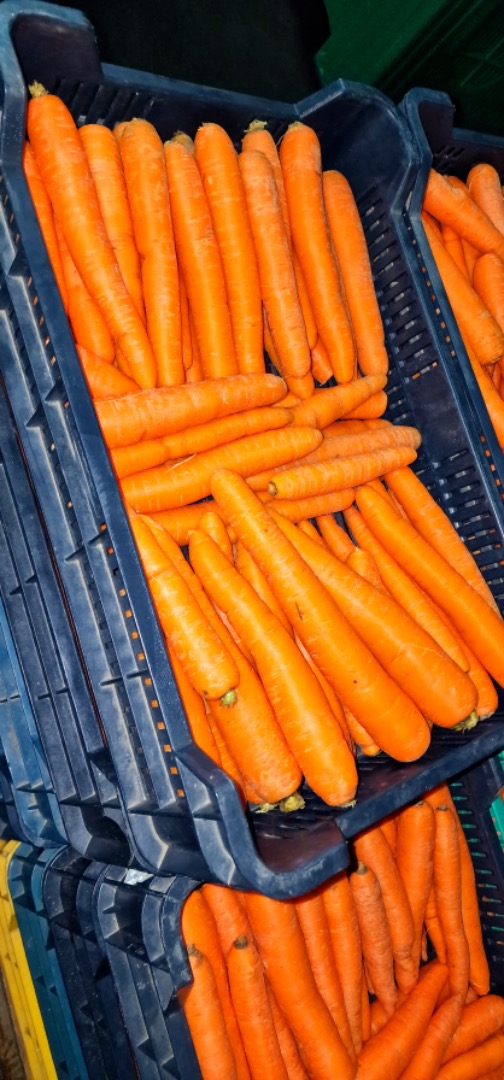 Hand-picked Hungarian carrots for sale