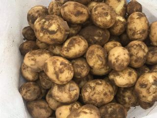 I am selling new potatoes of the riviera variety,