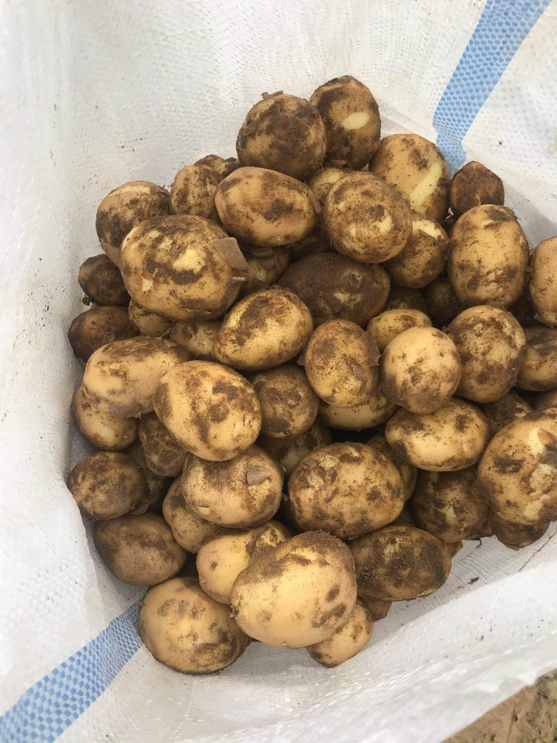 I am selling new potatoes of the riviera variety, grown on around 40 hectares with the possibility of purchasing from other farmers in the area The collection