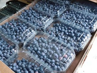 We sell cultivated blueberries, Duke, BlueGold, Draper, Hurron, Aurora
