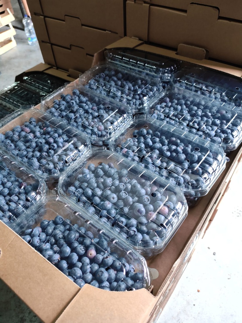 We sell cultivated blueberries, Duke, BlueGold, Draper, Hurron, Aurora varieties