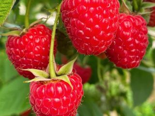 We can offer raspberries which are growing in polytunnels.