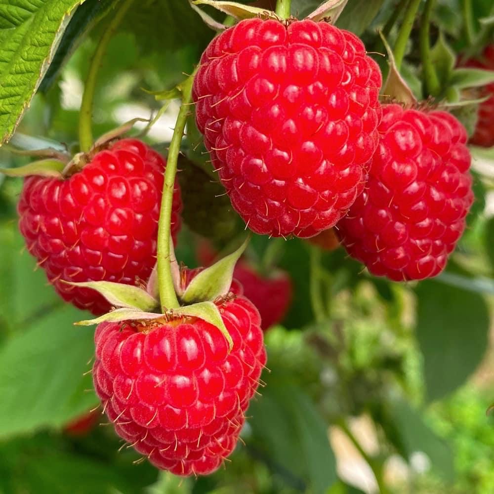 We can offer raspberries which are growing in polytunnels