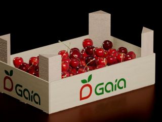 we produce and distribute: cherries, plums and the sweetest
