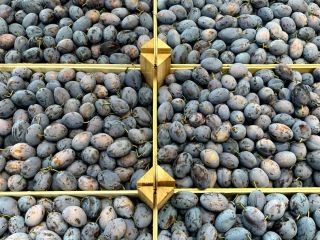 we produce and distribute: cherries, plums and the sweetest