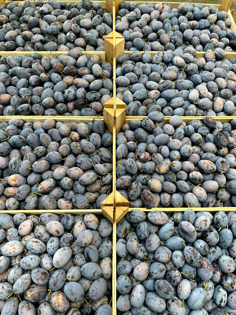 we produce and distribute: cherries, plums and the sweetest variety of Moldova grapes