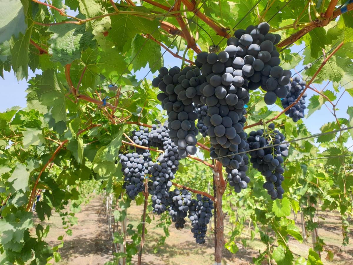 we produce and distribute: cherries, plums and the sweetest variety of Moldova grapes
