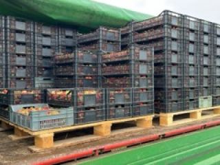 I will sell wholesale quantities of strawberries, harvesting from
