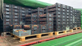 I will sell wholesale quantities of strawberries, harvesting from the end of May, I invite recipients to cooperate