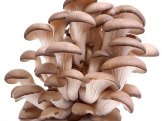 Hello! This year we plan to start breeding mushrooms