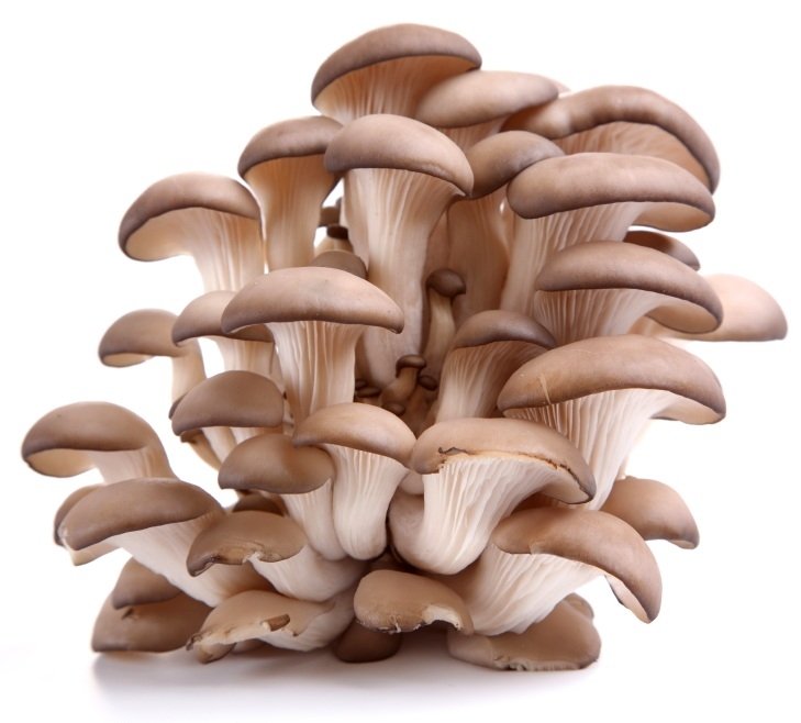 Hello! This year we plan to start breeding mushrooms such as Oyster Mushroom, Shiitake and Lion Mane