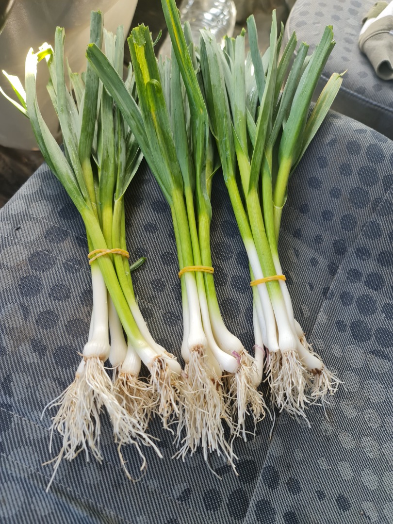 Sale of tender garlic, It will only be sold by contract
