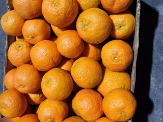 Experience citrus happiness all year round with Valencia oranges!