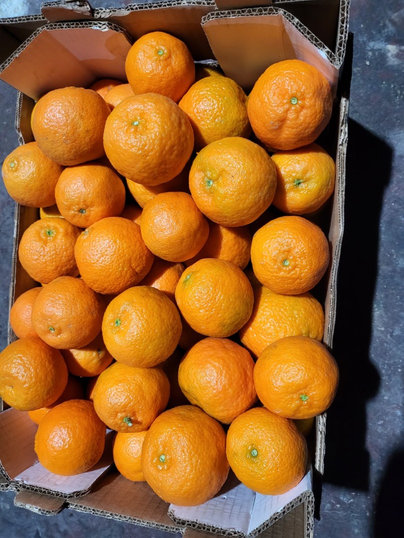 Experience citrus happiness all year round with Valencia oranges! From March to September (or even November in cooler climes), these succulent delights deliver