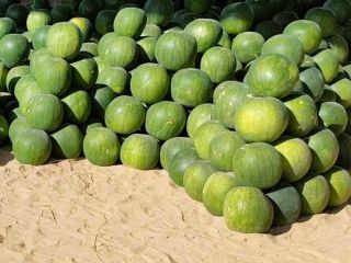 Watermelons are large from 4kg to 8kg. We ship