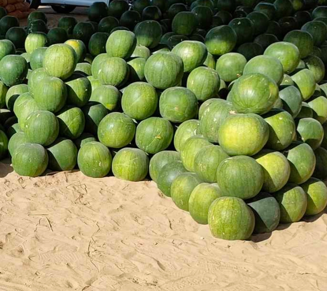Watermelons are large from 4kg to 8kg