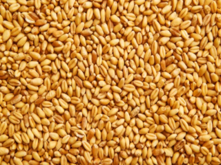 Selling feed wheat from the manufacturer. The final price