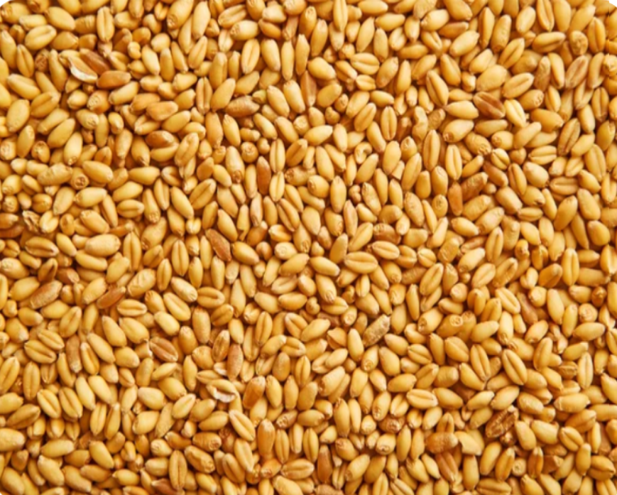Selling feed wheat from the manufacturer