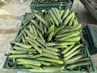 We sell fresh cuccubmer