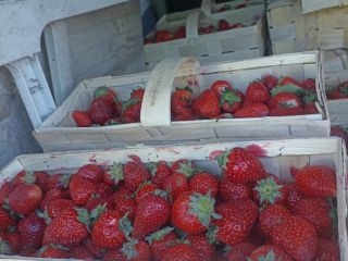 Hello, I offer field and tunnel strawberries in large
