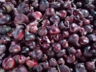 The Egyptian red onion, also known as slimy onion