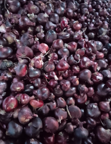 The Egyptian red onion, also known as slimy onion or perennial onion, is a variety of onion grown in warm areas