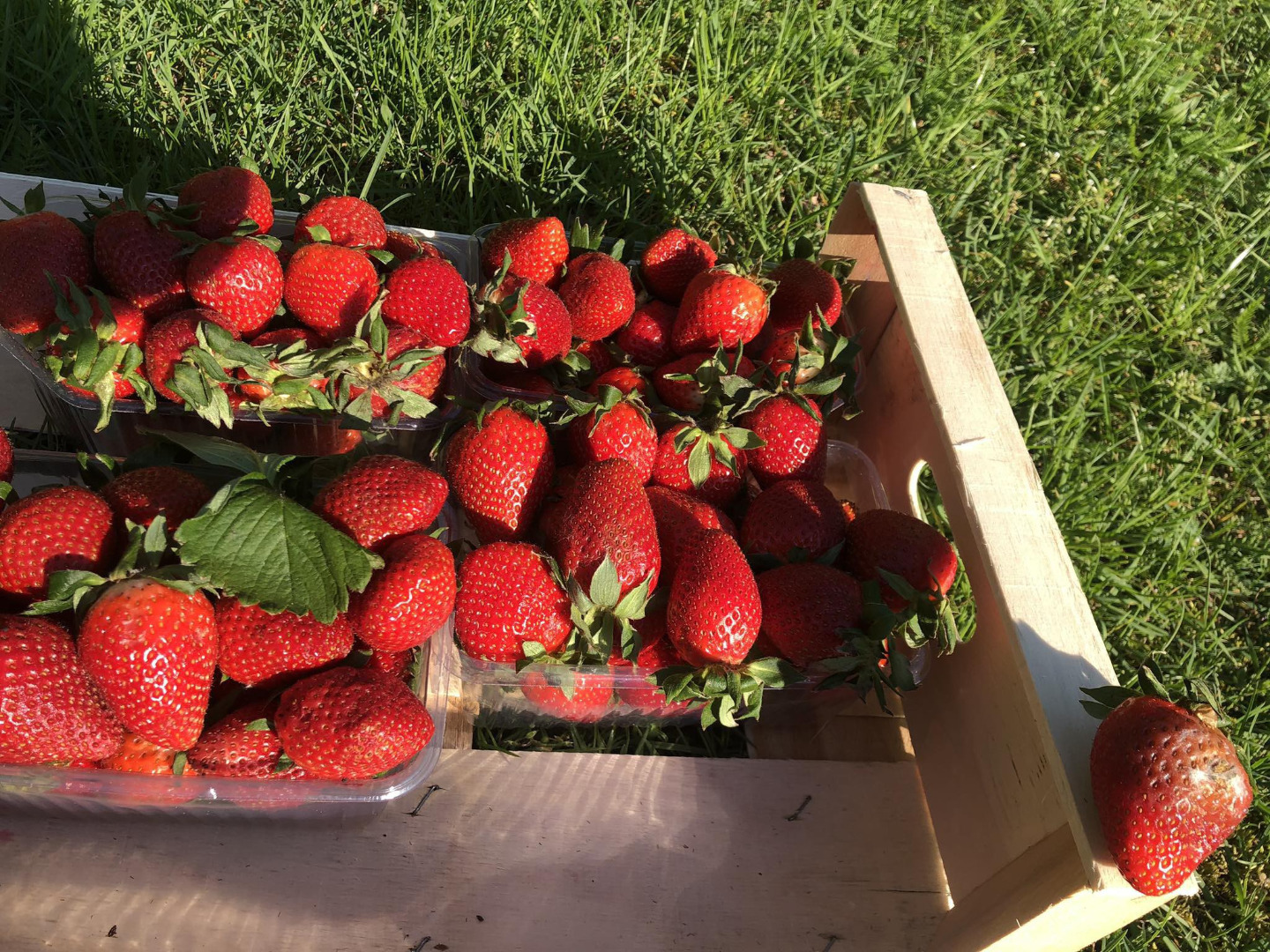 I will buy returned strawberries from retail chains, exchanges, full truckload quantities