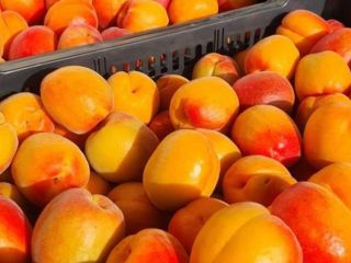 Apricot from Spain
