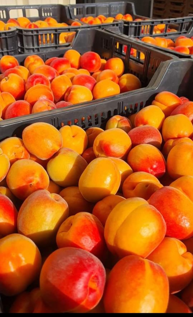 Apricot from Spain