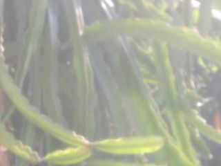 Dragon fruit white colour