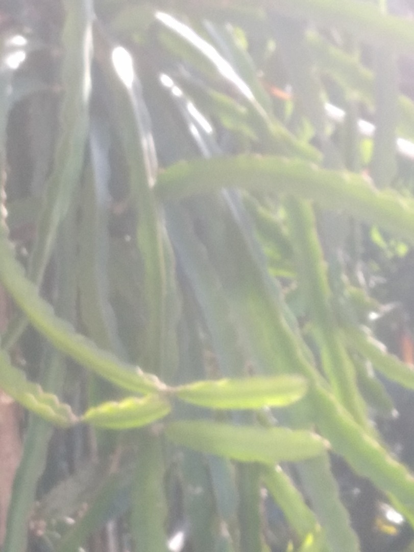 Dragon fruit white colour