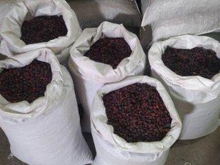 Rosa Canina (rose hip) “Globe” Introducing our dried Rosa