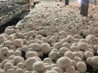 I'm selling white button mushrooms in 3/4kg cages. They're