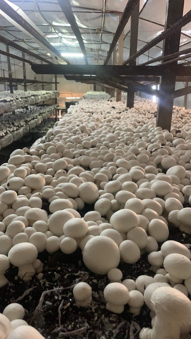 I'm selling white button mushrooms in 3/4kg cages