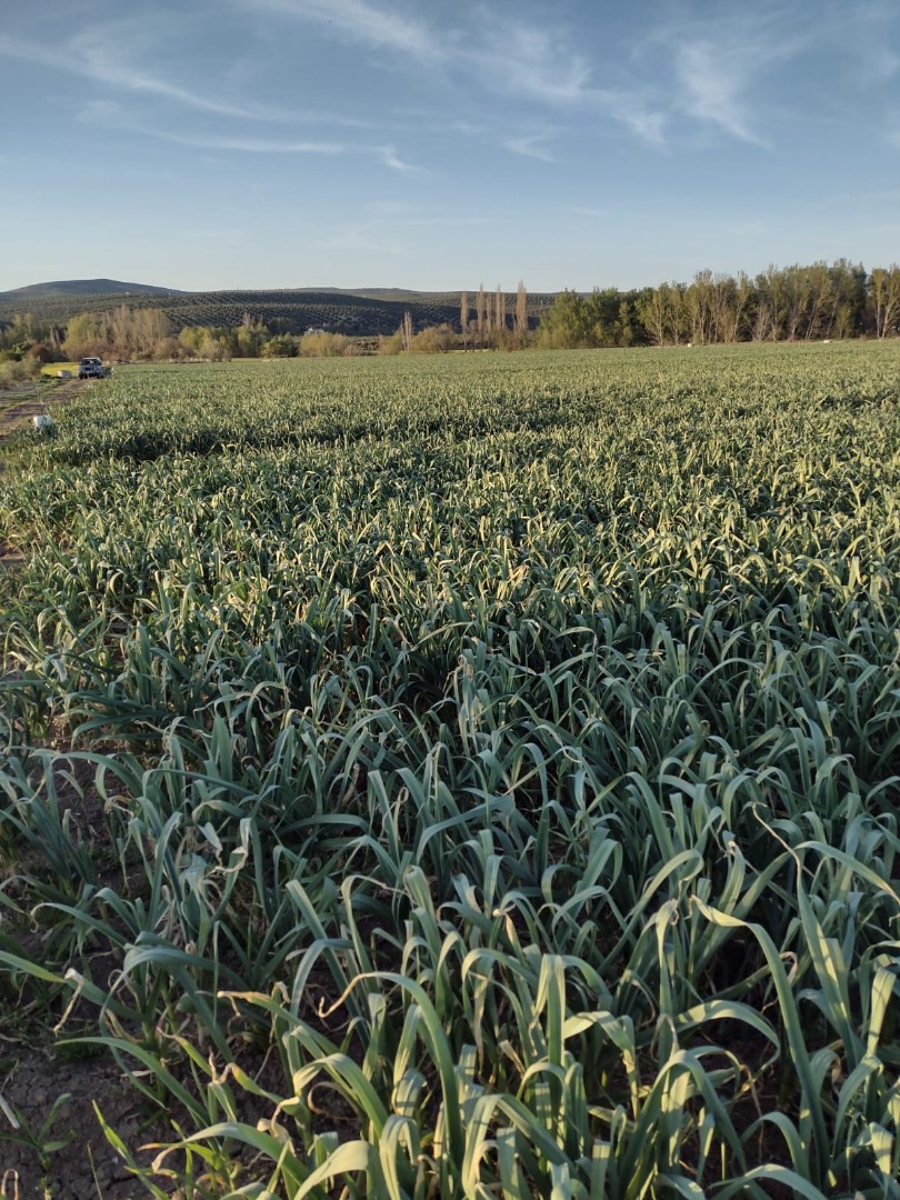 The comercial company îs looking for buyers for the new garlic harvest from July 2024