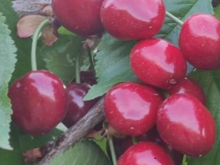 Cherries unlimited